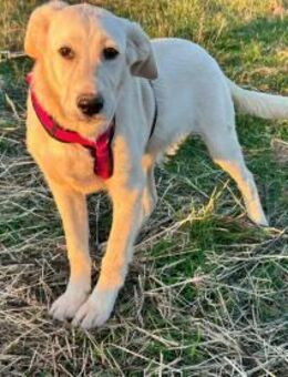 Labrador Björn möchte ein Zuhause finden - Mannheim