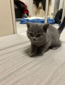 2 süße graue Britisch-Kurzhaar-Kitten in 41748