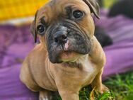 Old english bulldog Welpen - Schönberg (Mecklenburg-Vorpommern)