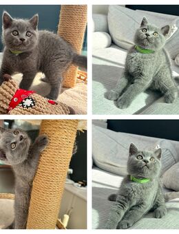 Bkh Kitten Britisch Kurzhaar grau Katzenbabys reinrassig - Köln