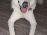 Husky Akita Mix - Bad Münder (Deister)