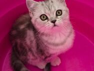 BKH Kitten Kätzchen Babykatze Weibchen - Lemgo