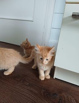 2 kleine Kitten - Bergisch Gladbach
