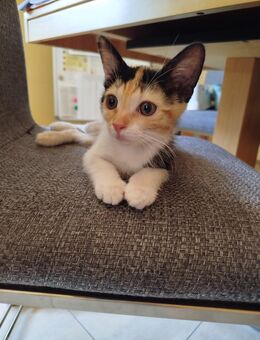 Kätzchen, Kitten, Katzenbabys, Katze - Neustadt (Aisch)
