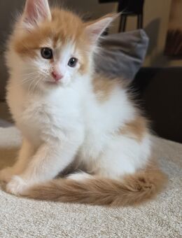 Maine Coon Kitten ( weiblich,männlich ) vom 16.07.2025 suchen ein liebevolles Zuhause - Mönchengladbach