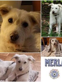 MERLA -Sensibel, freundlich & verschmust - Duisburg