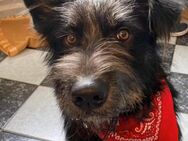 Hundevermittlung letzte Chance für Milow! - Baumholder