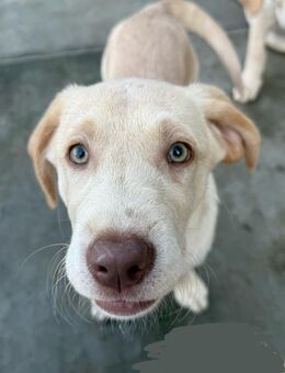 Labrador Welpe Rüde Weiß Champagner beige - Viersen