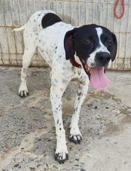 Alicia; Pointer-Dame ohne Familie - Geilenkirchen