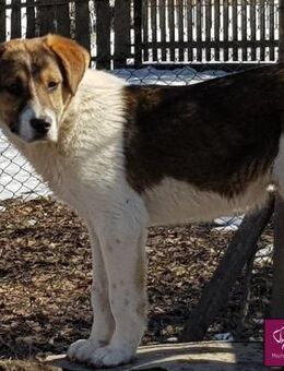 Zuhause für Leo gesucht‼‼️🐾 - Spenge