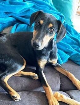 Tiny ist intelligent, lieb und sozial! - Karben