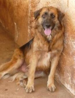 Frodo sucht sein Zuhause - Fronreute