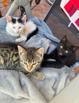 1 gesunder, zutraulicher Kater ist noch da…. - Hameln