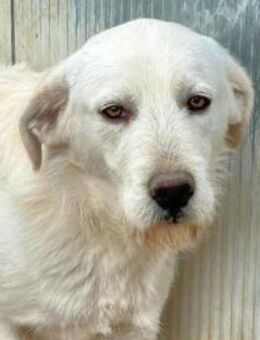 FELIX - was für ein toller Hund! - Regensburg