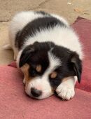 4 Süße Mischlinge Border Collie / Schäferhund abzugeben in 38272
