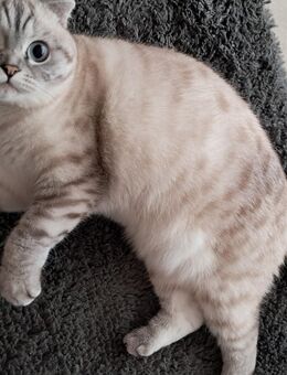 Britisch Kurzhaar Mix wegen Allergie zu verkaufen - Böblingen