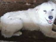 Snow sucht ein liebevolles Zuhause - Blankenheim (Nordrhein-Westfalen)