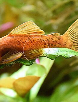 L DA16 var. Super Red, RARITÄT, Wels - Mechernich