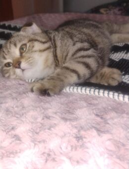 BKH Kitten - Lahr (Schwarzwald)