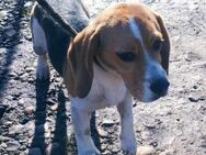 Beagle Mädchen Diva sucht ihre Familie - Heinsberg