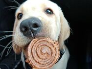 Labrador Welpen 1 Blonder Rüde ,,Max'' sucht noch seine Familie - Castrop-Rauxel