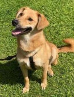 Jasper hübscher agiler Rüde - Hüllhorst