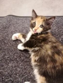 Katzenbabys, Kitten, Katze, sehr flauschig! - Gelnhausen