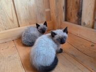 BKH Mix Kitten, Katze, Kater - Euskirchen
