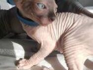 Hübsche und Reinrassige Sphynx-Kitte suchen liebevolle Familie - Ludwigshafen (Rhein)