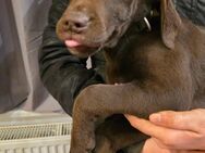 Labrador Mix Babys - Schnega