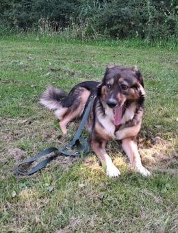 Sensible Coco sucht ihre Menschen - Großefehn