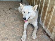 ❄️ Liebe Husky-Hündin Aurora ❄️ - Eislingen (Fils)
