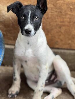 Falk, Pfotenglück in schwarzweiß 🐾 - Elsdorf (Nordrhein-Westfalen)