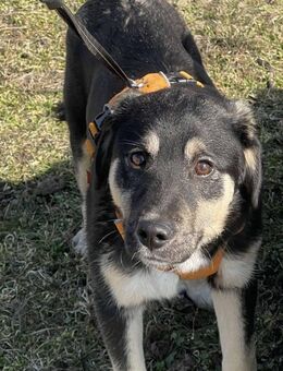 Robin nach Unfall wieder ok - Blankenheim (Nordrhein-Westfalen)