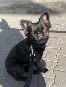 Französische Bulldogge Hündin Fluffy - Schwarzenberg (Erzgebirge)