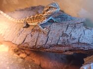 Bartagame Baby sucht neues Terrarium - Berlin Spandau