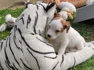 Parson Russell Terrier Welpen - Ruppertsweiler
