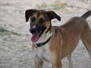 Tomillo unkomplizierter toller Hund Ho - Ludwigshafen (Rhein)