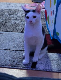 Wundervolle Katze sucht liebevolles Zuhause - Erfurt