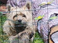 Cairnterrier vom falkenhof Welpen - Niederkrüchten