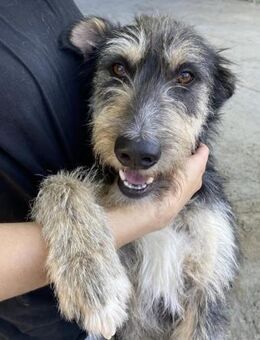 Wally ist voller Power und Lebensfreude - Laatzen