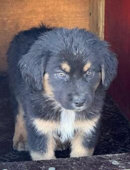 Welpenbub Lino 💙 - Laufen