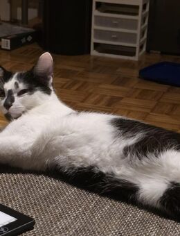Kater zu vergeben - Schwandorf