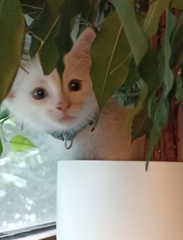 Kitten abzugeben - Stuhr