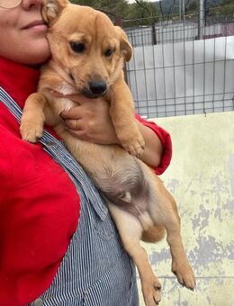 💙 Lupin sucht Anschluss💙NOTFALL - Eislingen (Fils)