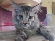Maine coon babys xxl - Gerolstein