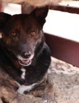 Bescheidene Veleda sucht Zuhause - München