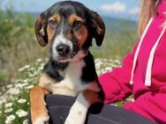 Dandy: Junghund sucht Familienanschluss - München