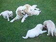Golden Retriever in 64405