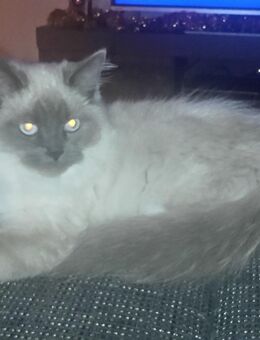 Ragdoll Deckkater - Ballenstedt